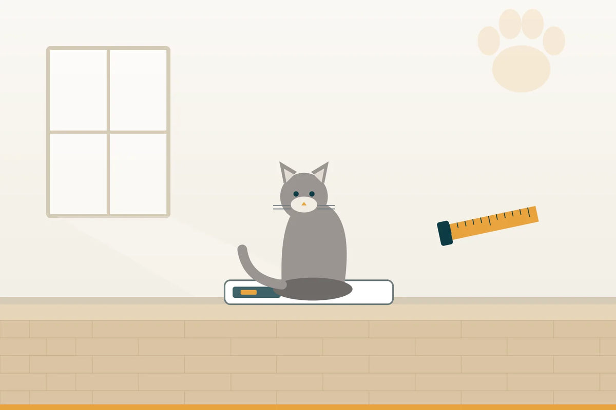 Alte Katze nimmt ab: wiegen, beobachten und rechtzeitig in die Praxis