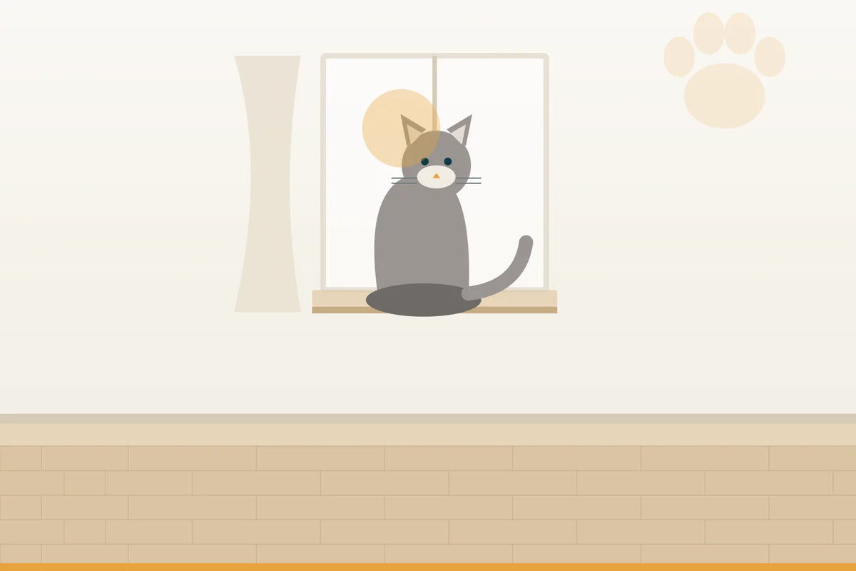 Alte Katze: was sich verändert und wie du hilfst