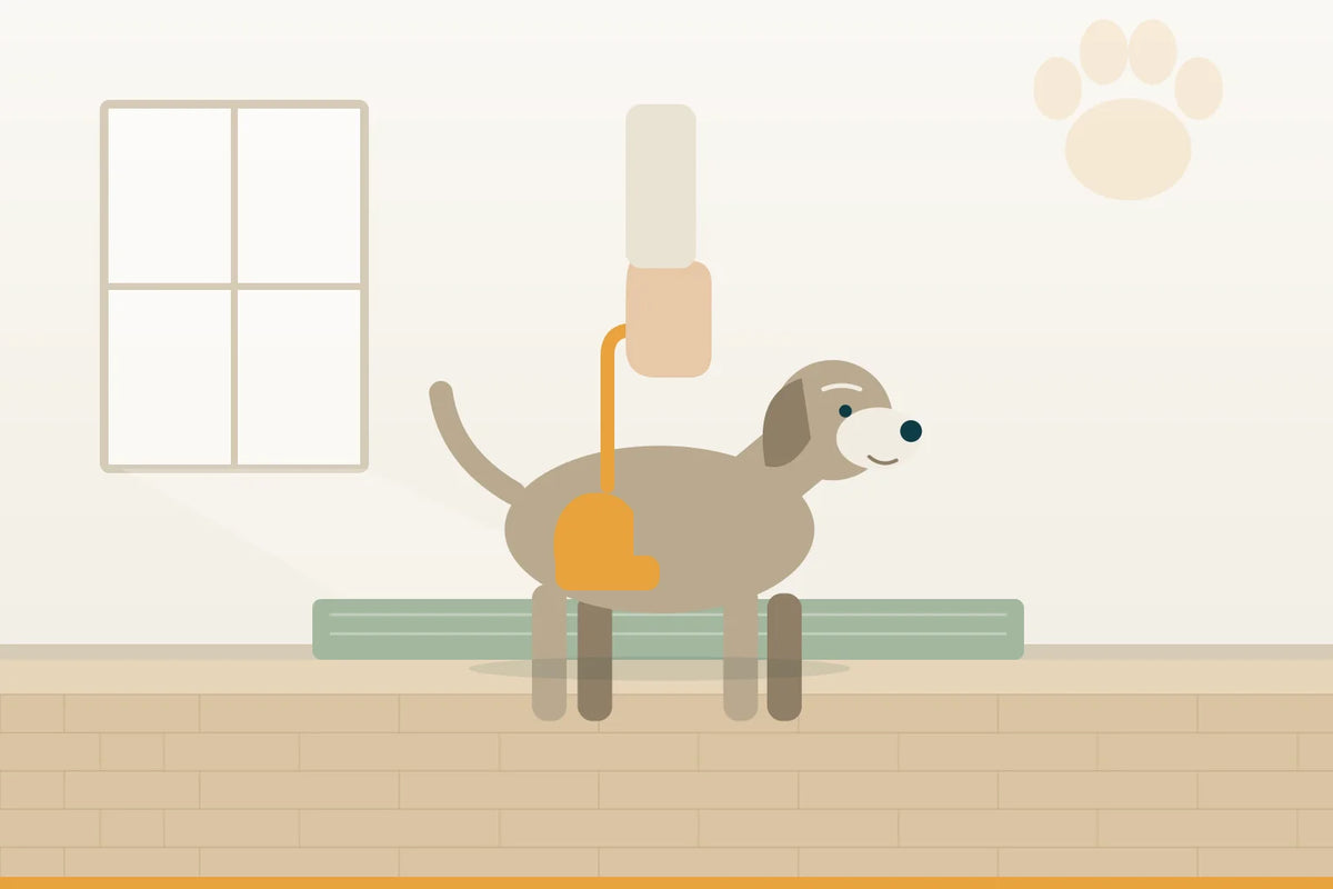 Schwache Hinterhand beim alten Hund: woran du es erkennst und wie der Alltag weitergeht