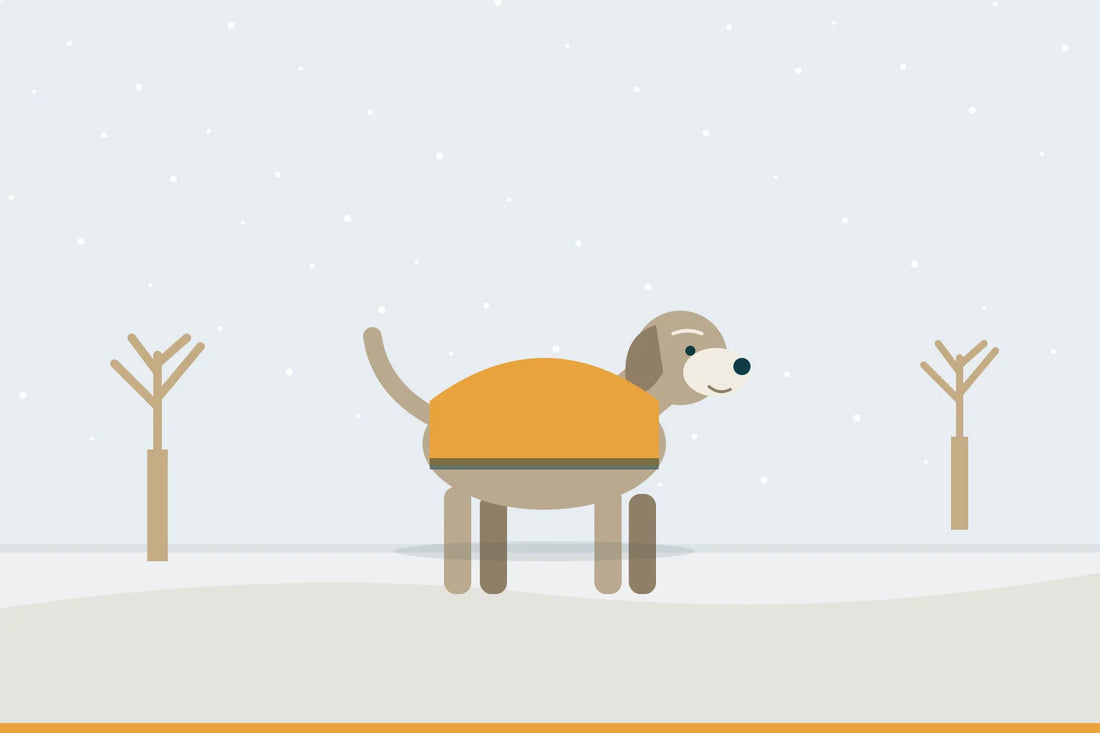 Alter Hund im Winter: Kälte, Glätte und kurze Tage gut überstehen