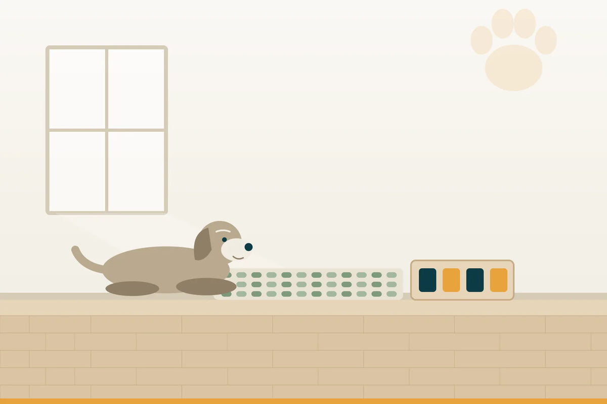 Denkspiele für alte Hunde: Kopfarbeit statt Kilometer