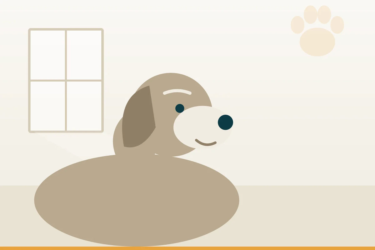 Die ersten Anzeichen, dass dein Hund älter wird