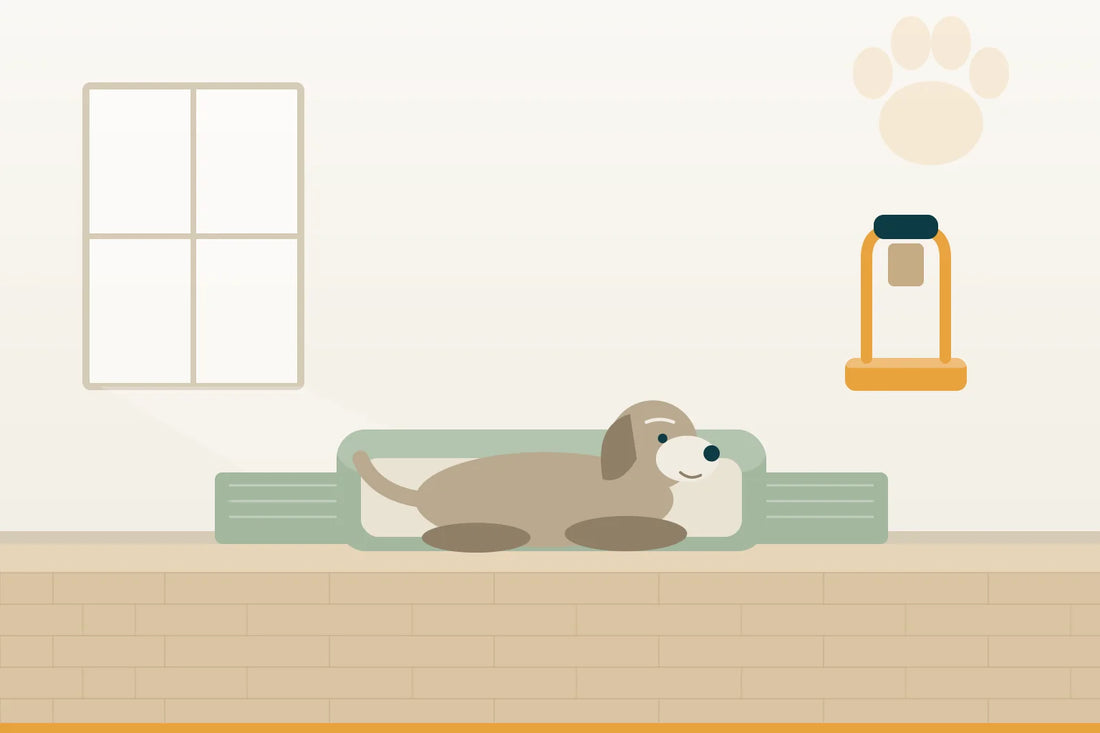 Hüftdysplasie beim Hund: was du im Alltag ändern kannst