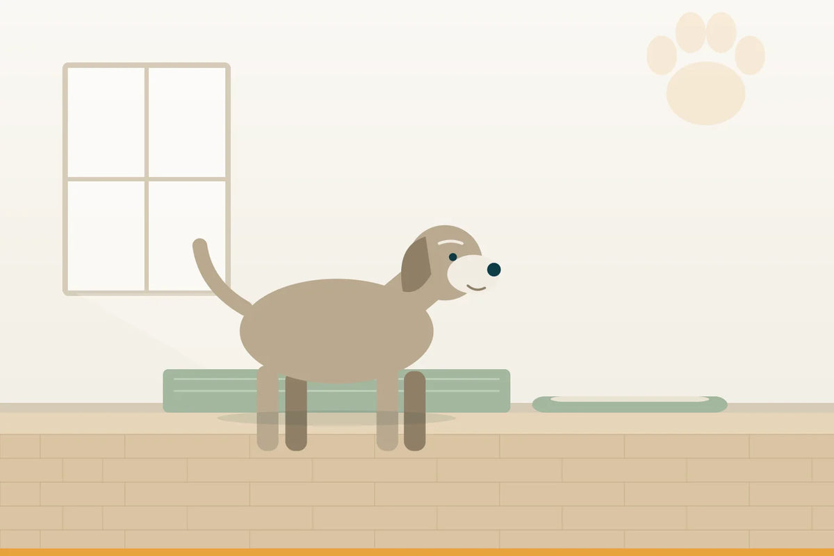 Arthrose beim Hund: den Alltag einrichten