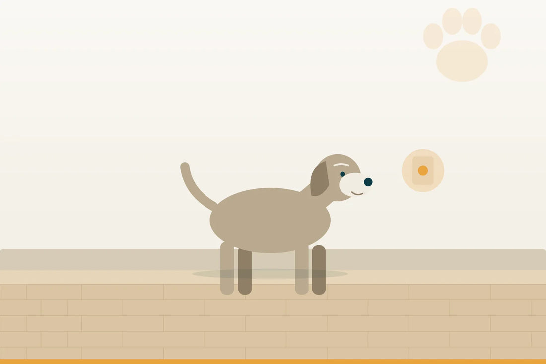 Demenz beim Hund: der Alltag danach
