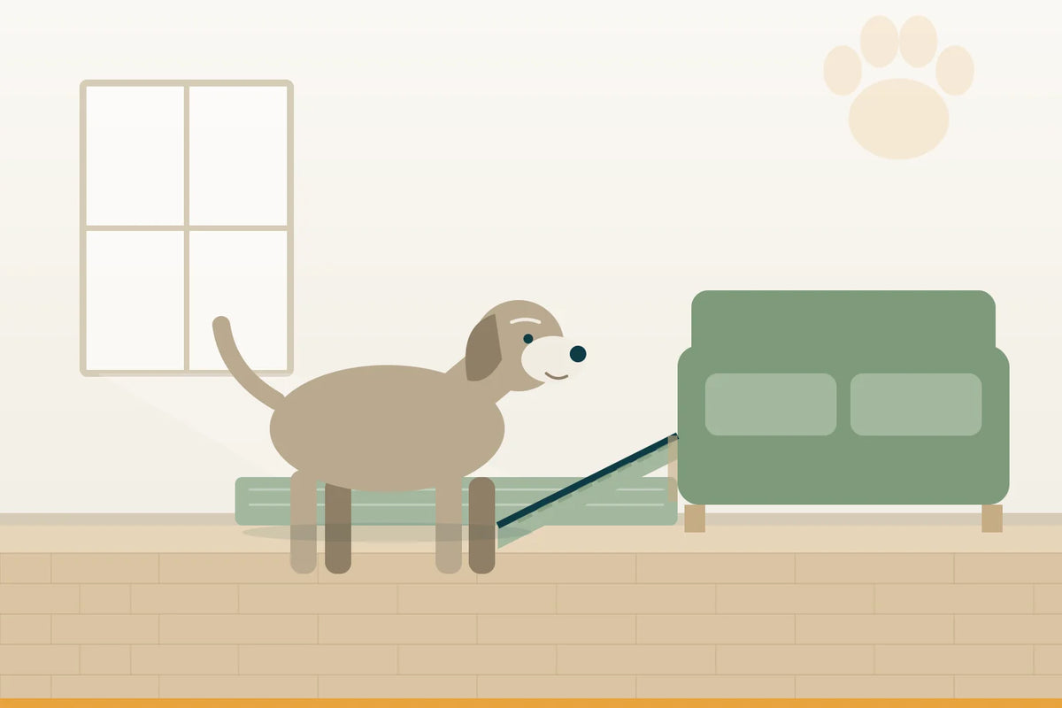 Hund kann nicht mehr springen: Sofa, Bett und Auto ohne Sprung