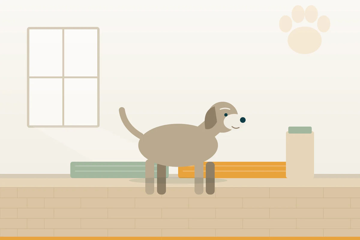Hund wird blind: Wohnung, Wege und Alltag so anpassen, dass er sich zurechtfindet