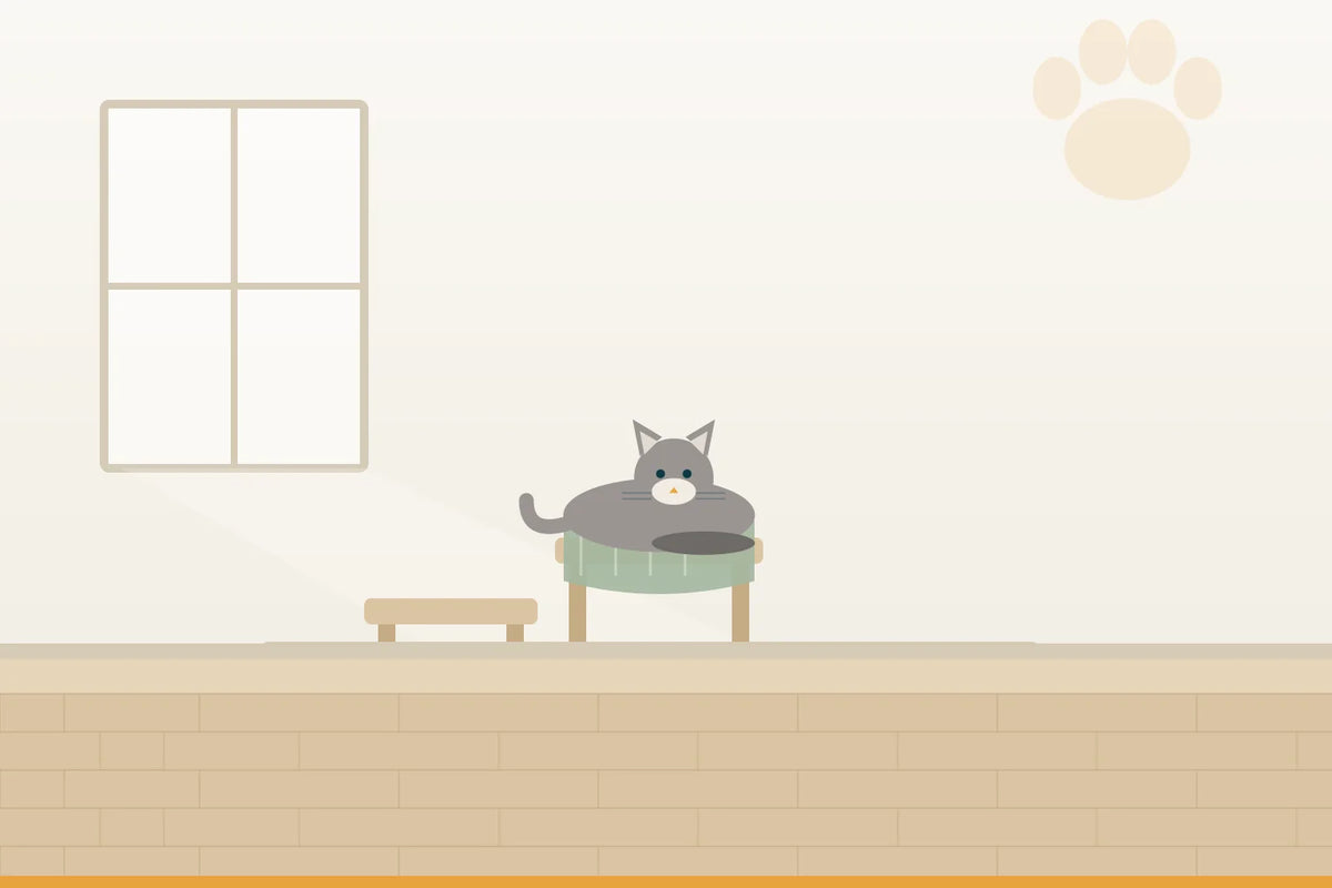 Arthrose bei der Katze: was sich im Alltag ändert