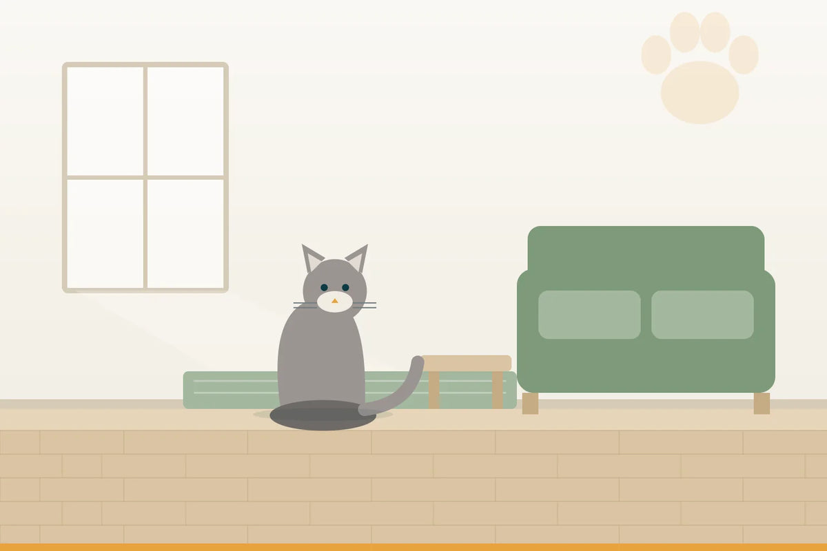 Die Katze kommt nicht mehr aufs Sofa
