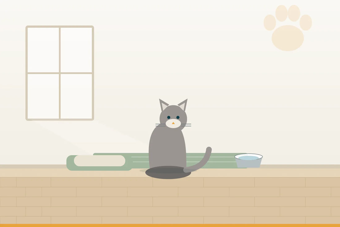 Katze wird blind: so richtest du Wohnung und Tag für sie ein