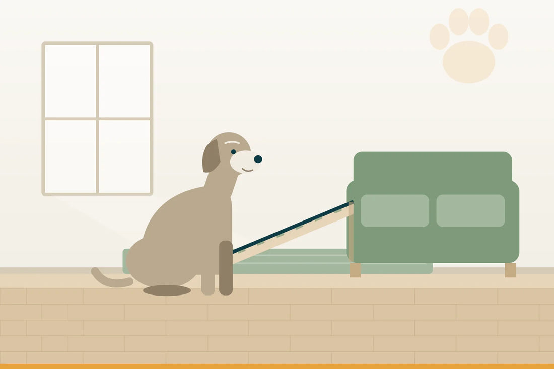 Kreuzbandriss beim Hund: die Wochen danach zu Hause