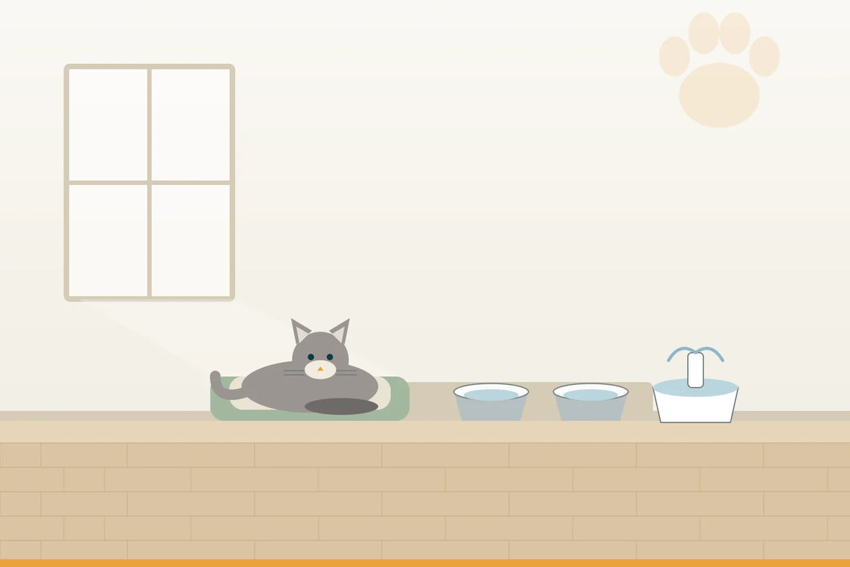 Nierenkranke Katze: der Alltag mit Wasserstellen, Ruhe und Routine