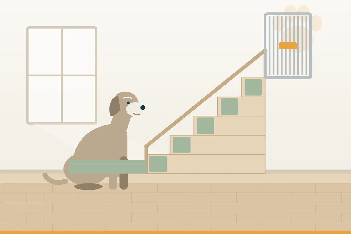 Treppen im Haus: wie ein alter Hund sie sicher nimmt — oder nicht mehr muss
