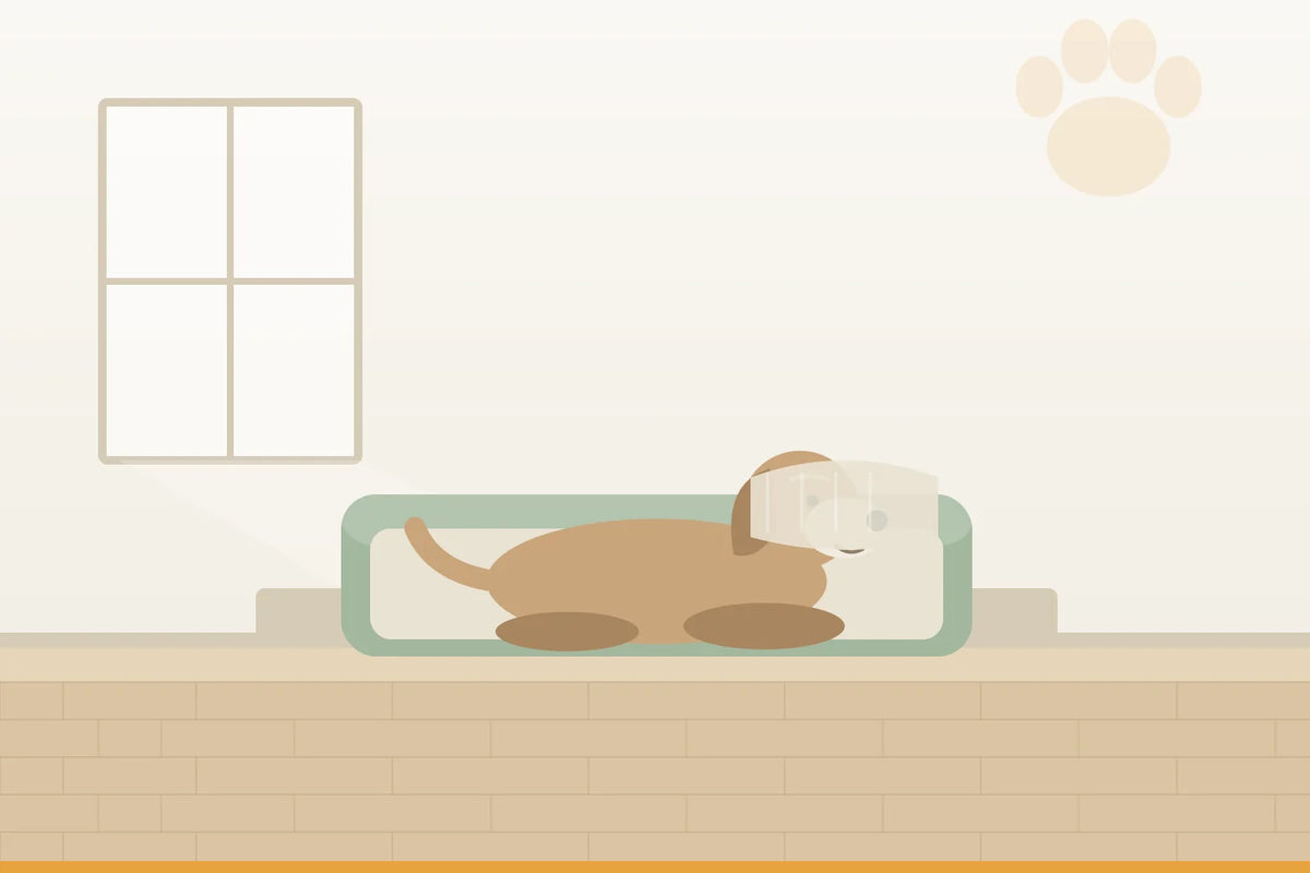 Orthopädische Hundebetten